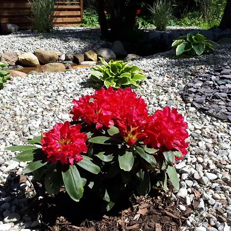 Druzno * Έλμπλαγκ