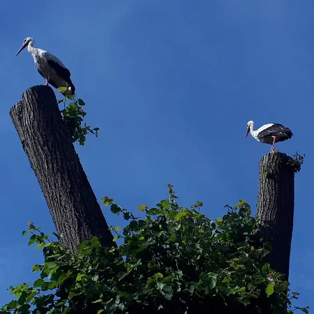 Σπίτι διακοπών Druzno