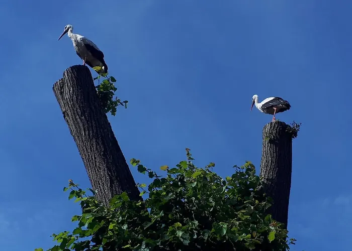Dom wakacyjny Drużno